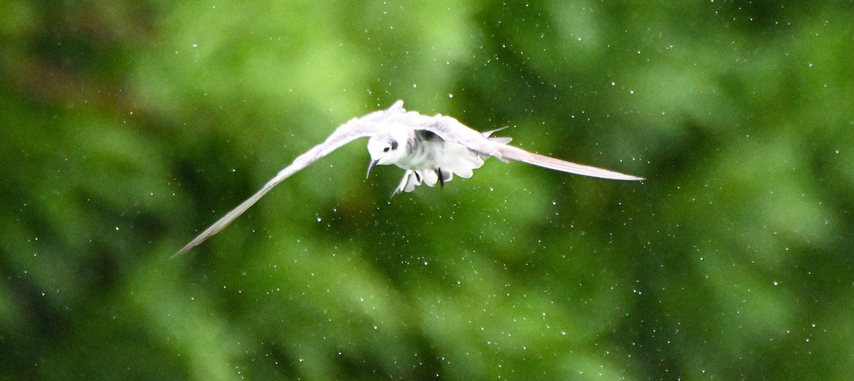 Black Tern - ML608532008