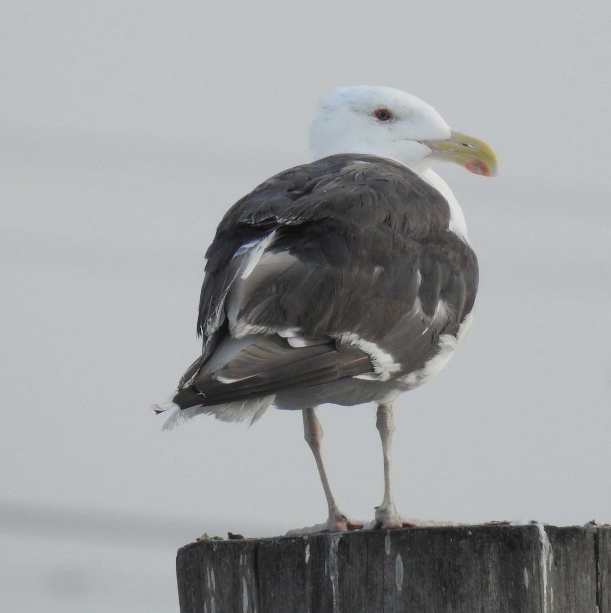 Great Black-backed Gull - alice horst