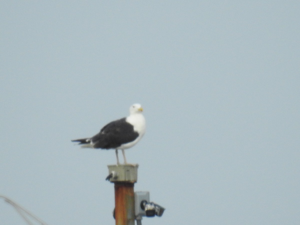 Great Black-backed Gull - ML608532033