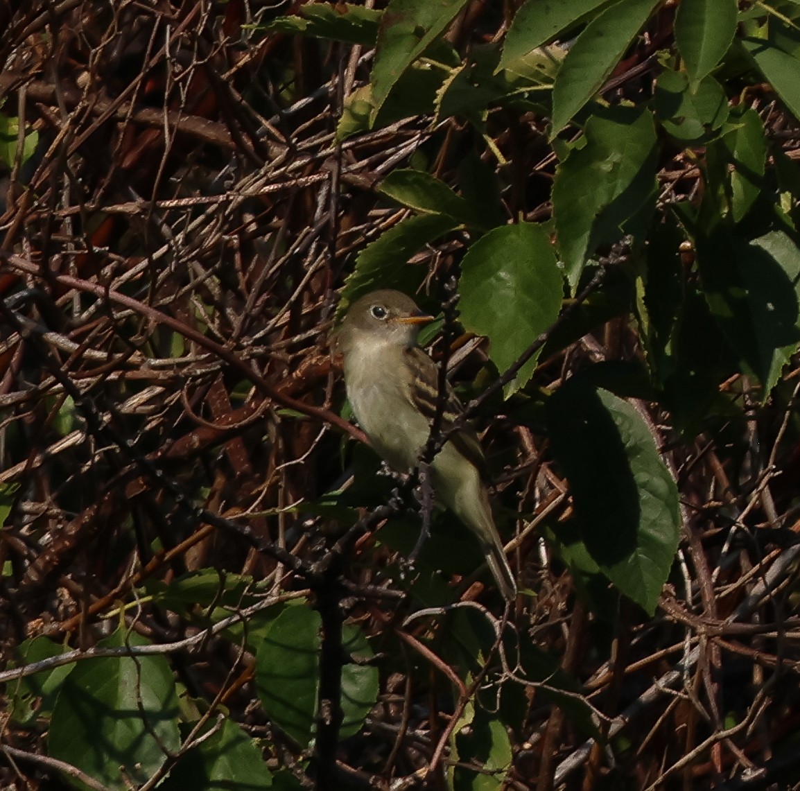 Empidonax sp. - chel sea