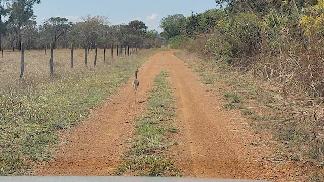 Red-legged Seriema - ML608532076