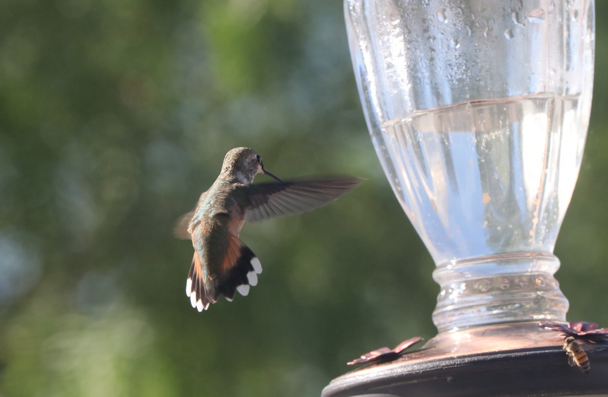 Rufous Hummingbird - ML608532077