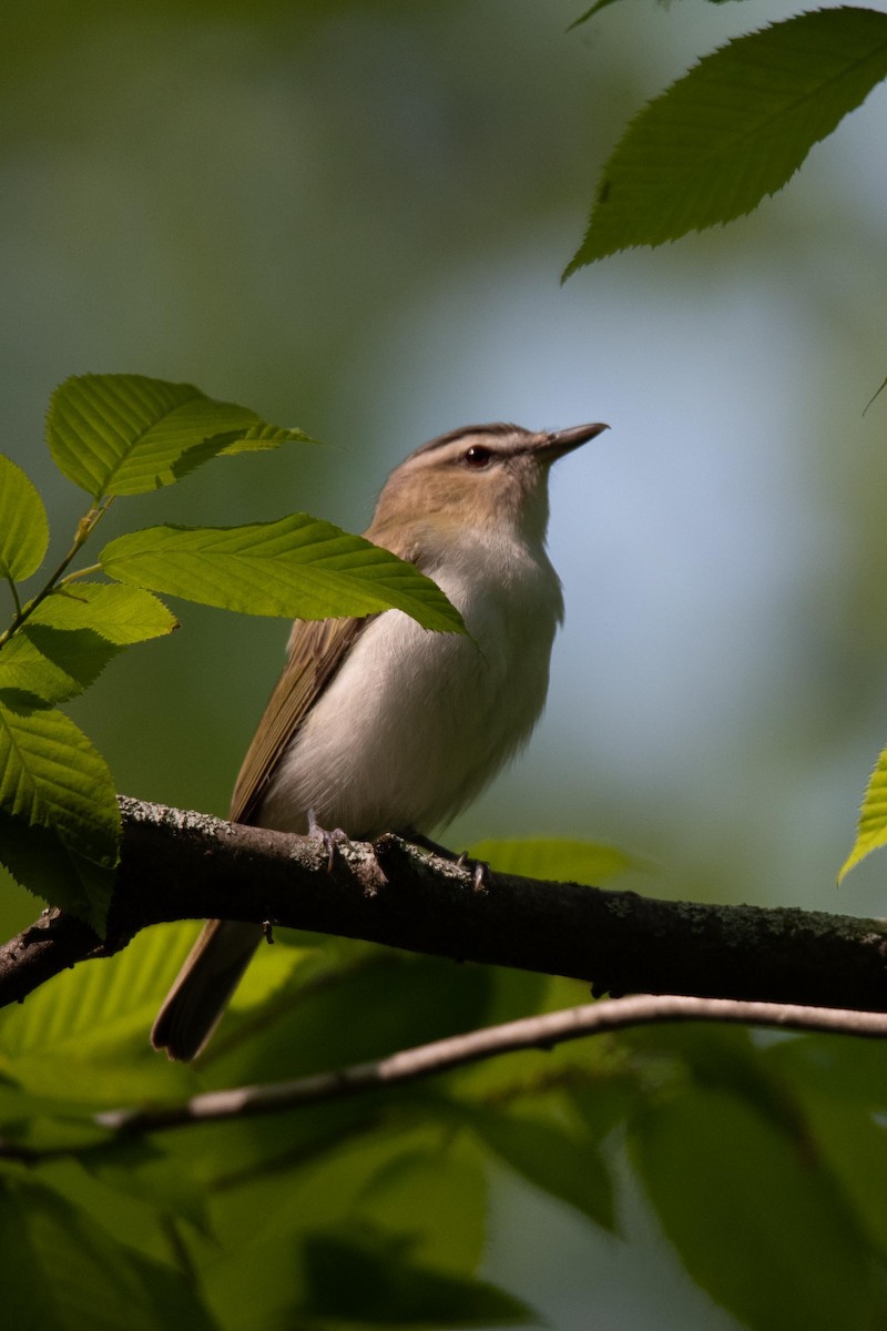 Warbling Vireo - ML608532130