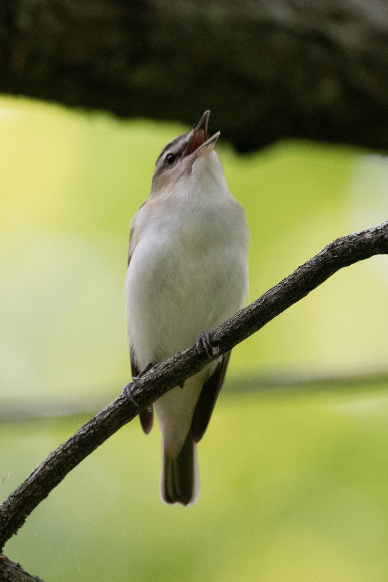 Warbling Vireo - ML608532131