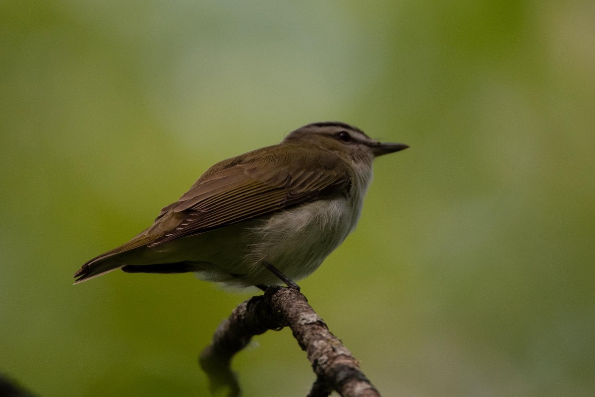 Warbling Vireo - ML608532133