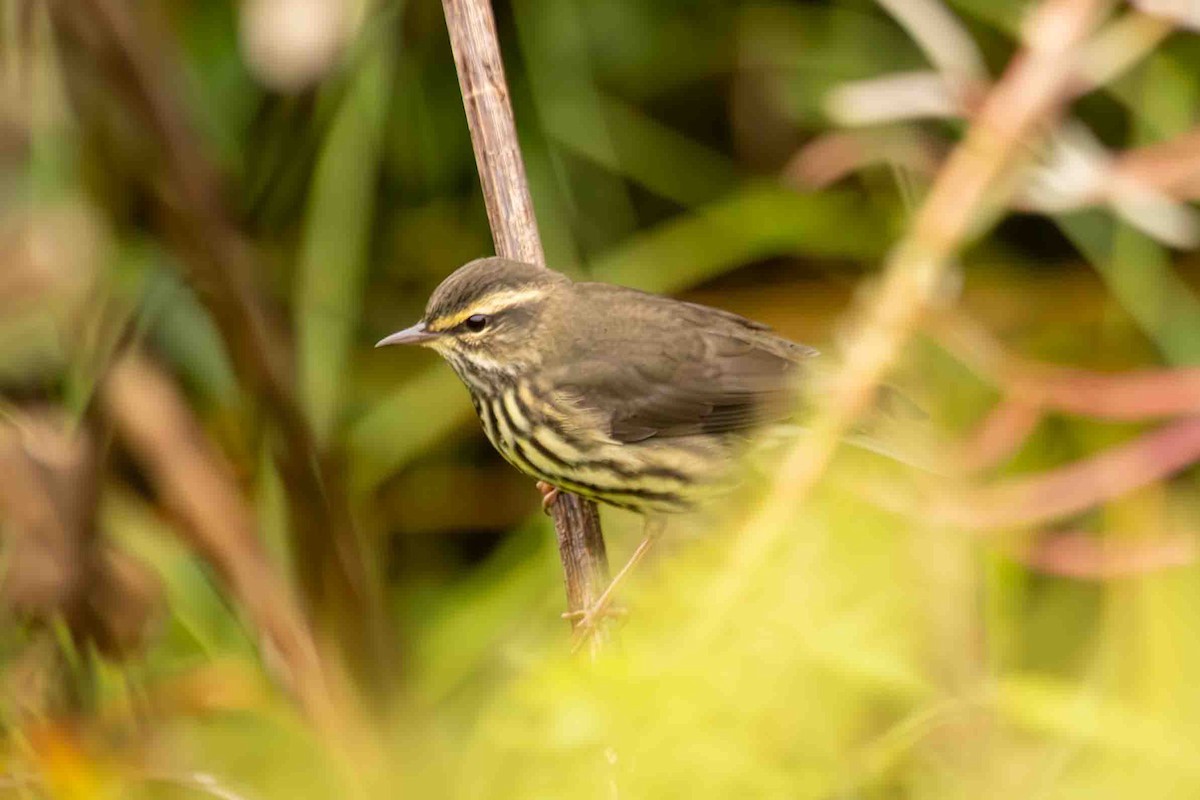 Northern Waterthrush - Scott Fischer