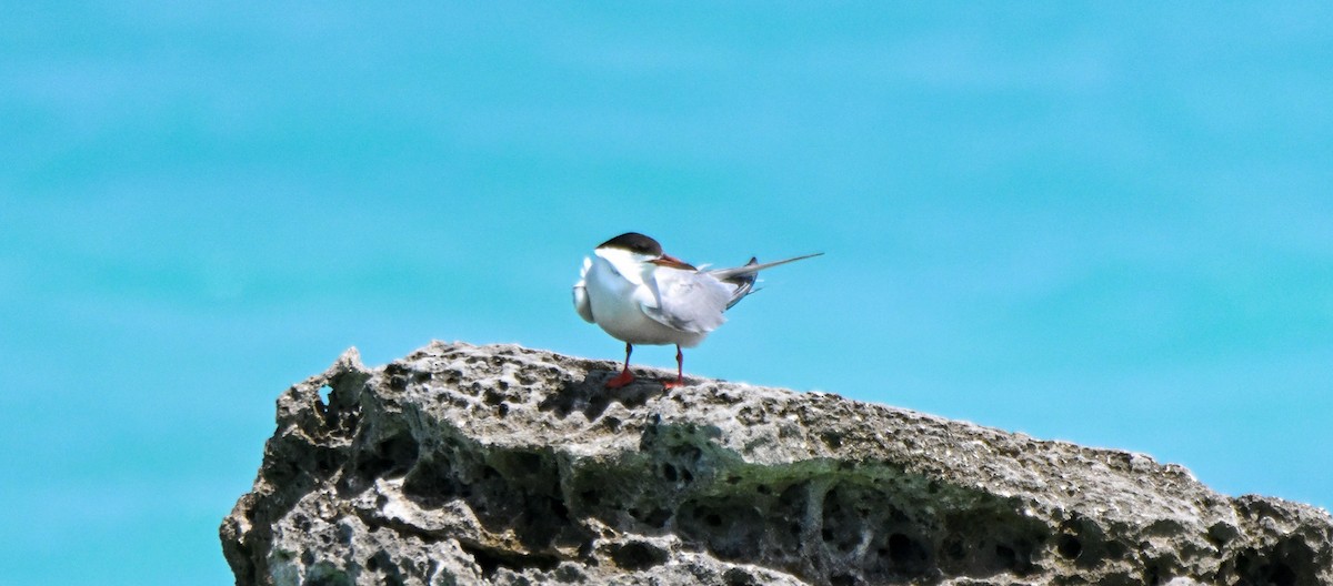 Common Tern - Herb Marshall