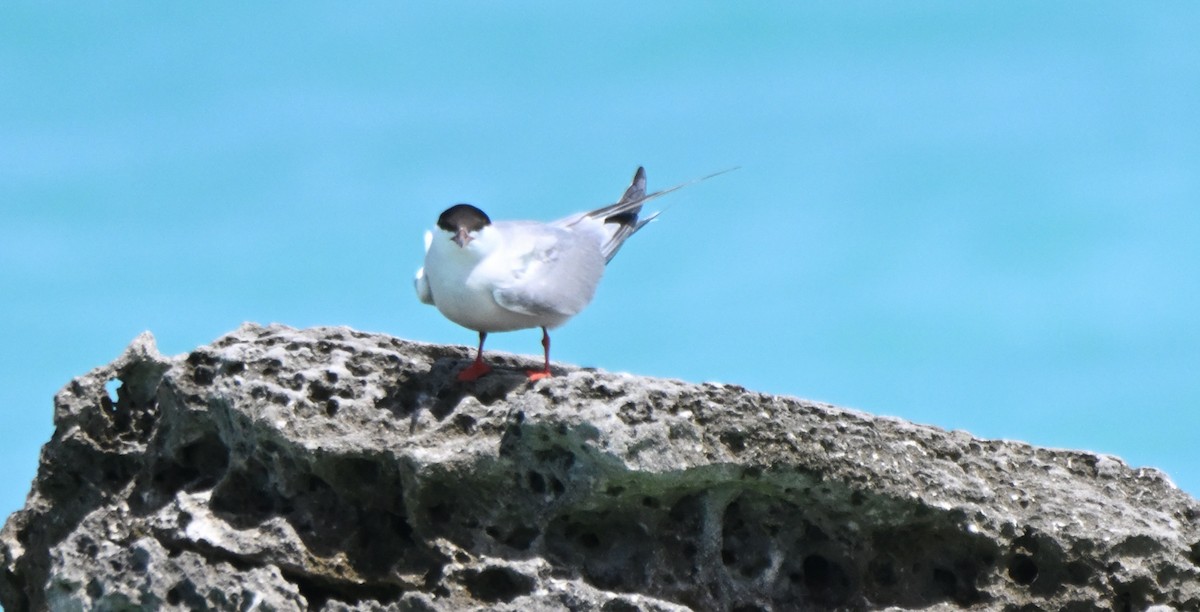 Common Tern - ML608532193