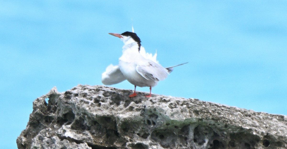 Common Tern - ML608532195