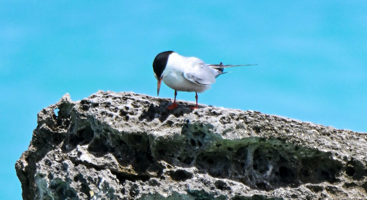 Common Tern - ML608532196