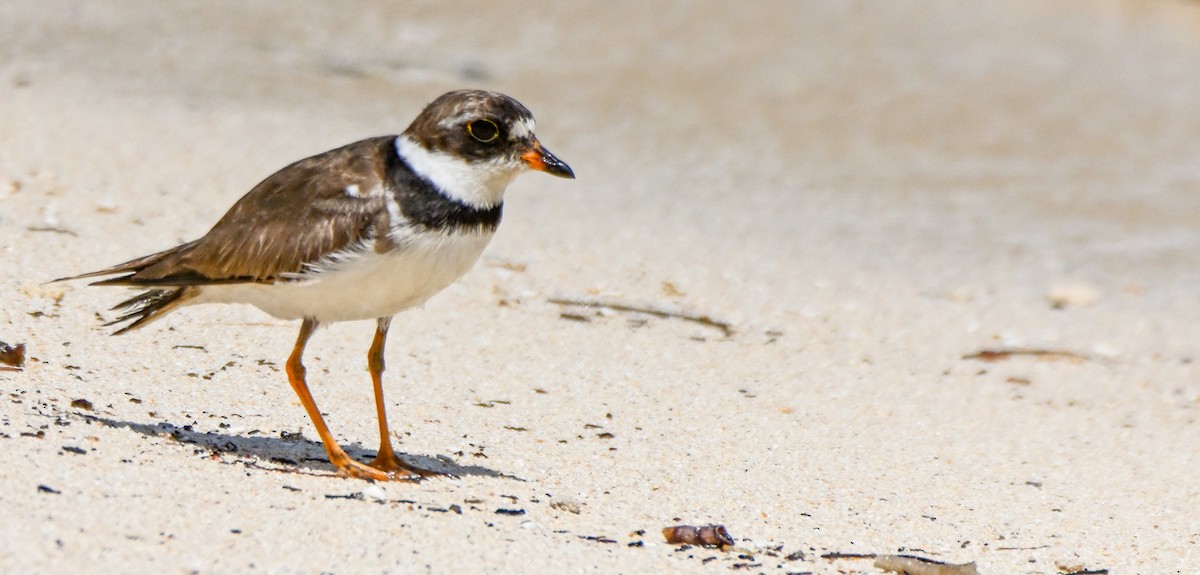 Semipalmated Plover - ML608532211