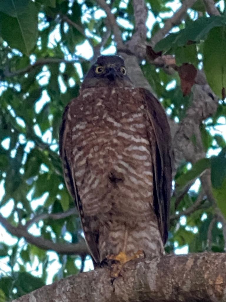 Collared Sparrowhawk - ML608532305