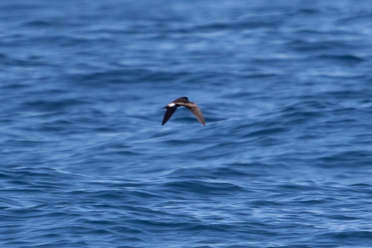 Leach's/Townsend's Storm-Petrel (white-rumped) - ML608532309