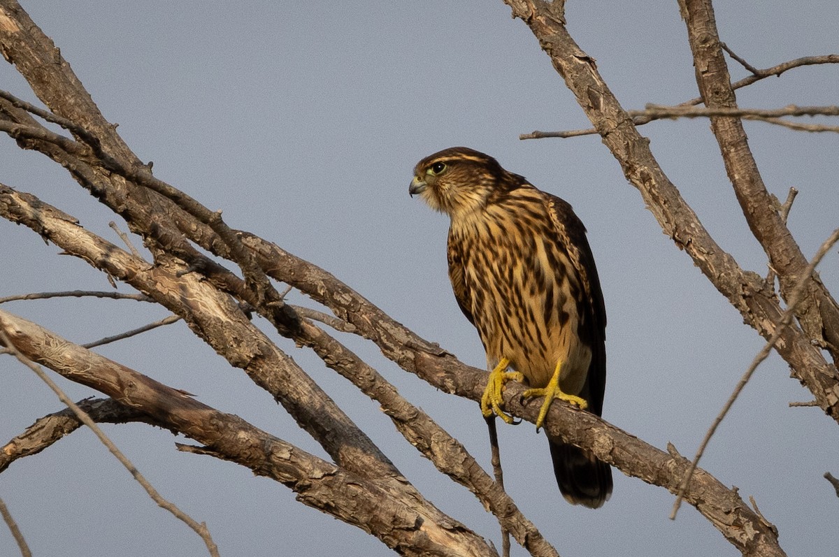 Merlin - Beatrix Pond