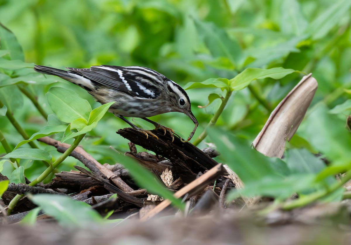 Black-and-white Warbler - ML608532390