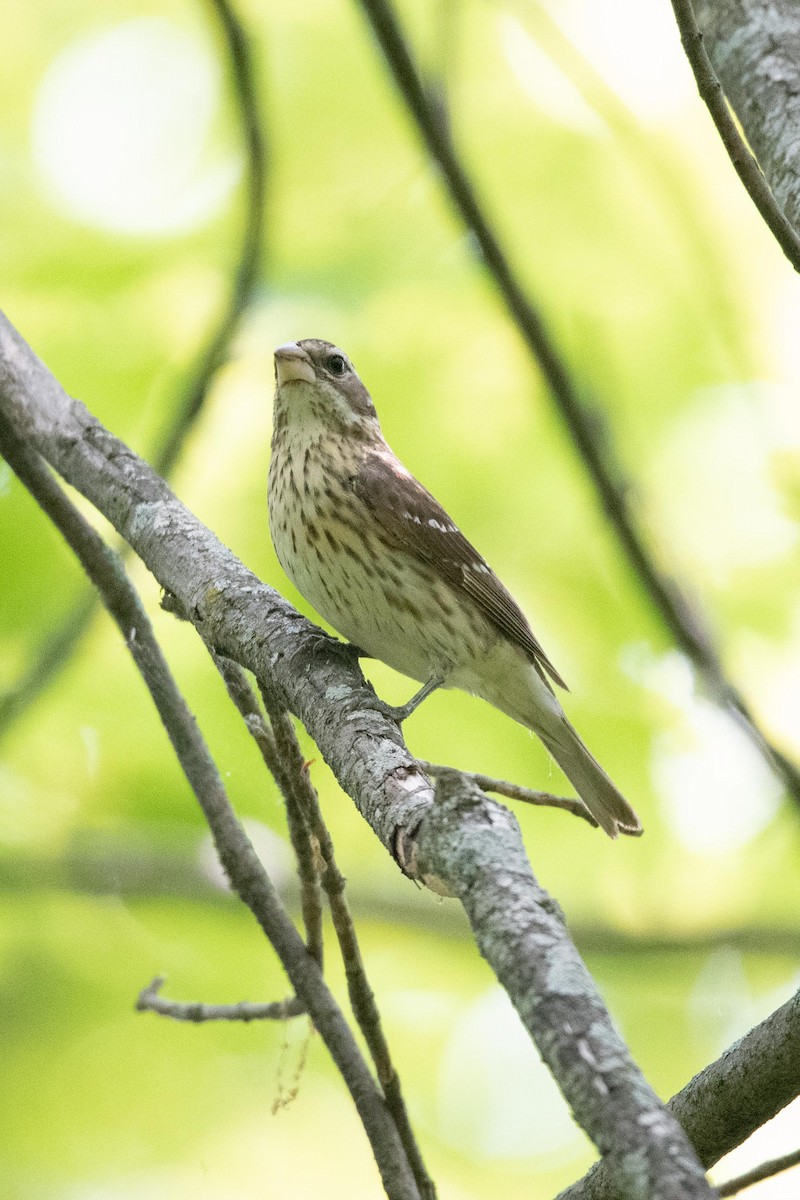 Rose-breasted Grosbeak - ML608532392