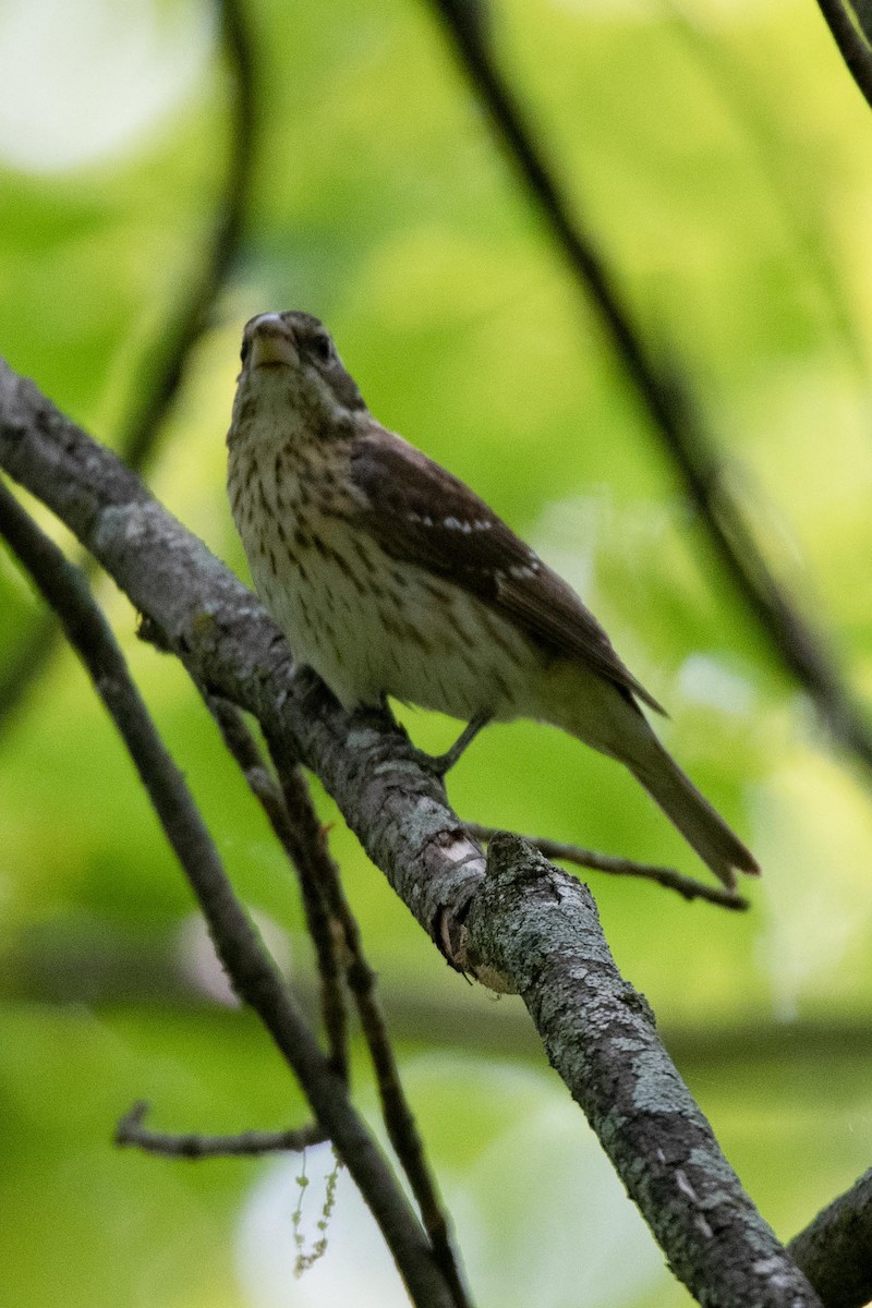 Rose-breasted Grosbeak - ML608532393