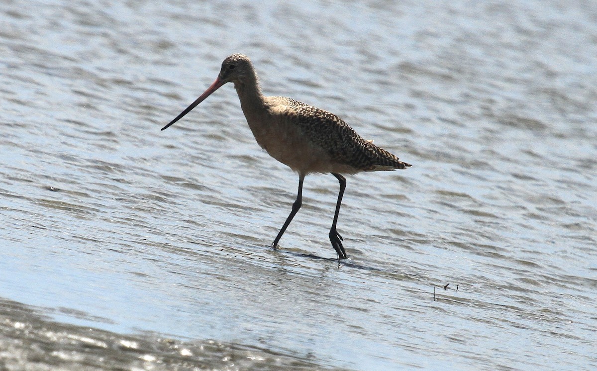 Marbled Godwit - ML608532495