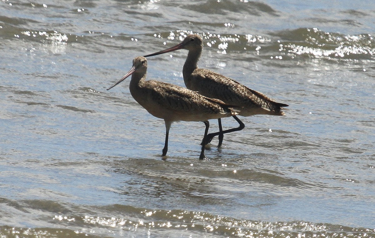 Marbled Godwit - ML608532496