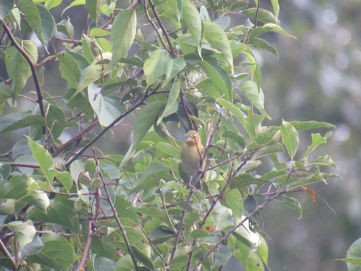 Tennessee Warbler - ML608532543