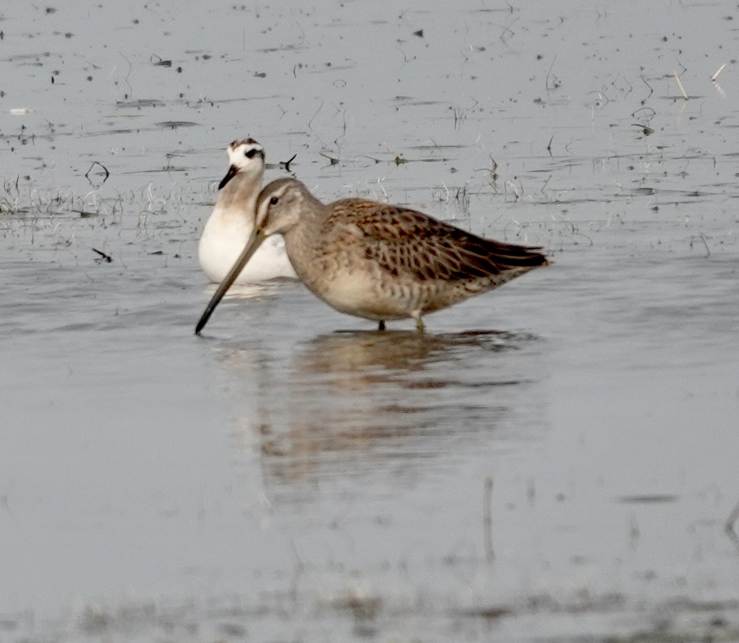 Long-billed Dowitcher - Tom Sullivan