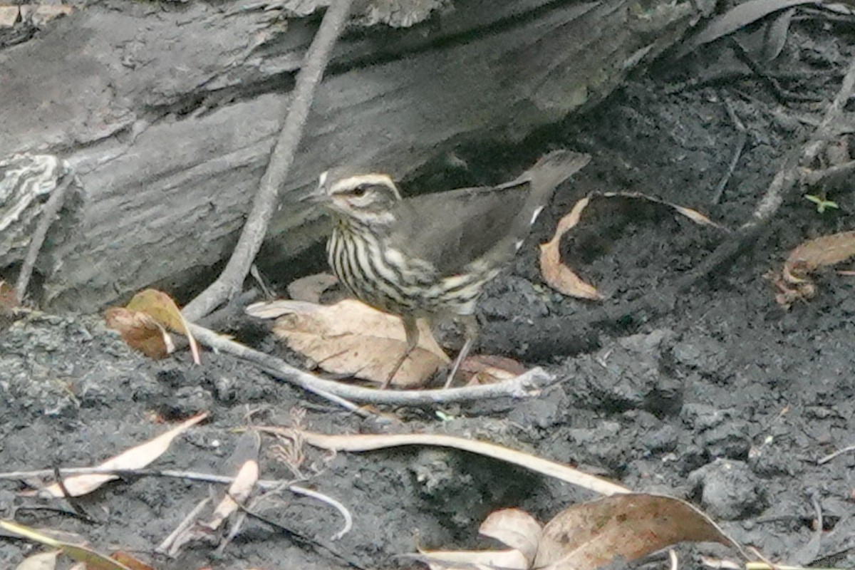 Northern Waterthrush - ML608532606