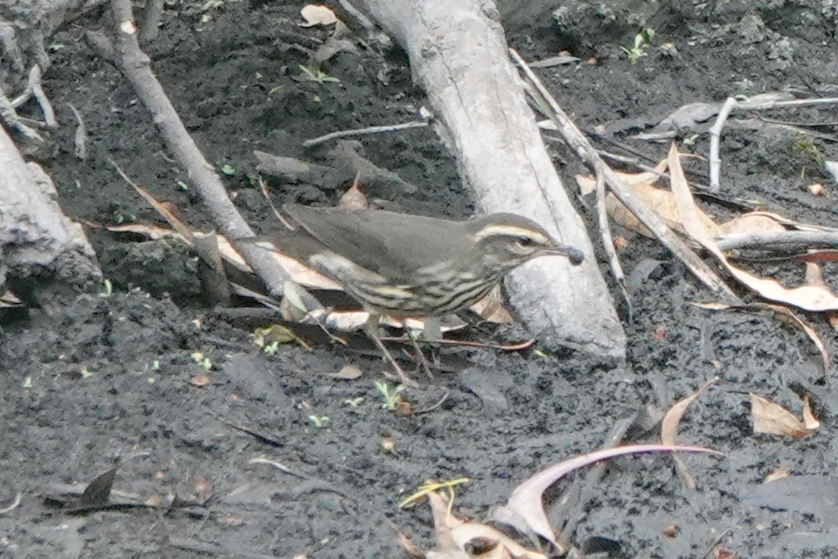 Northern Waterthrush - ML608532618