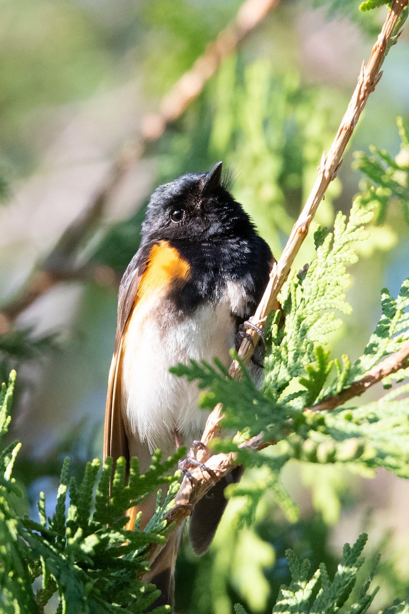 American Redstart - ML608532804