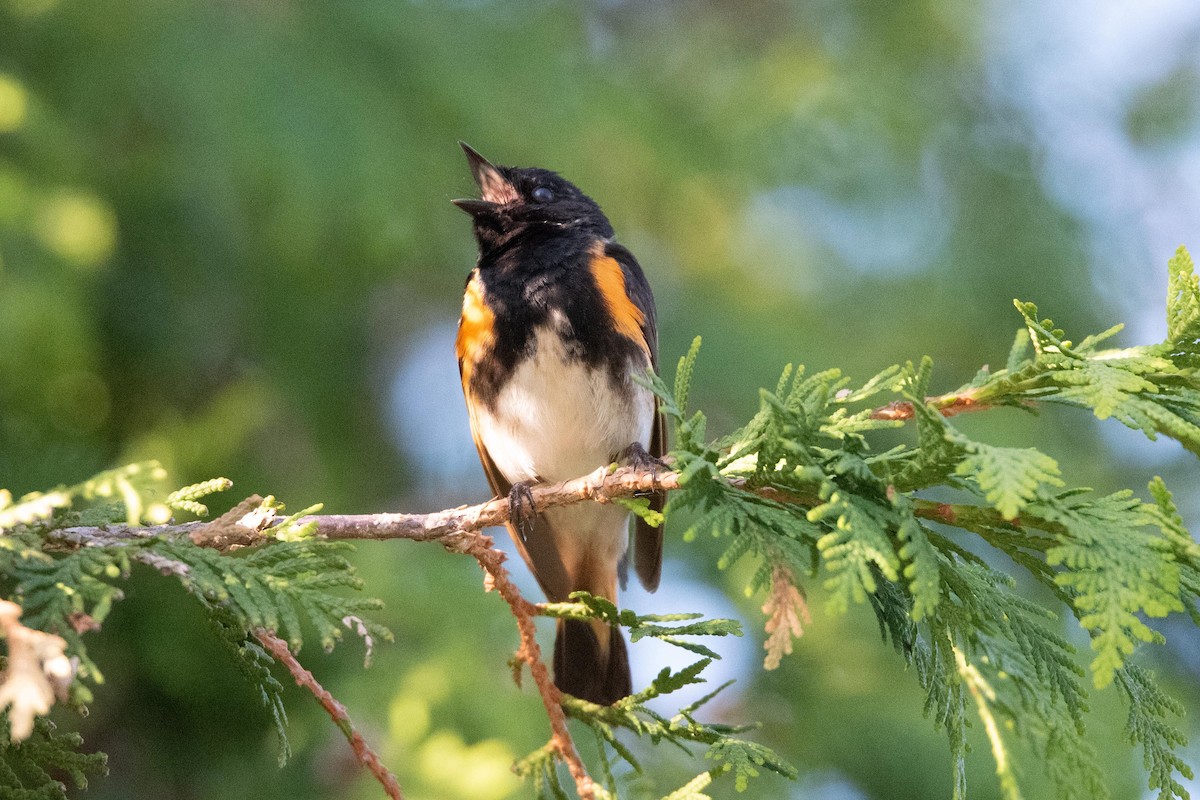 American Redstart - ML608532805