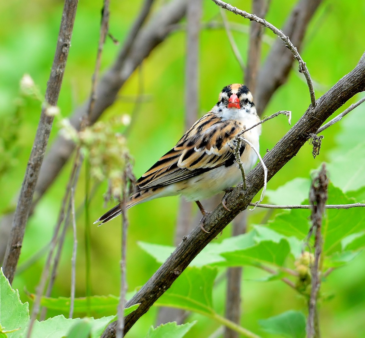 ml60853281-pin-tailed-whydah-macaulay-library
