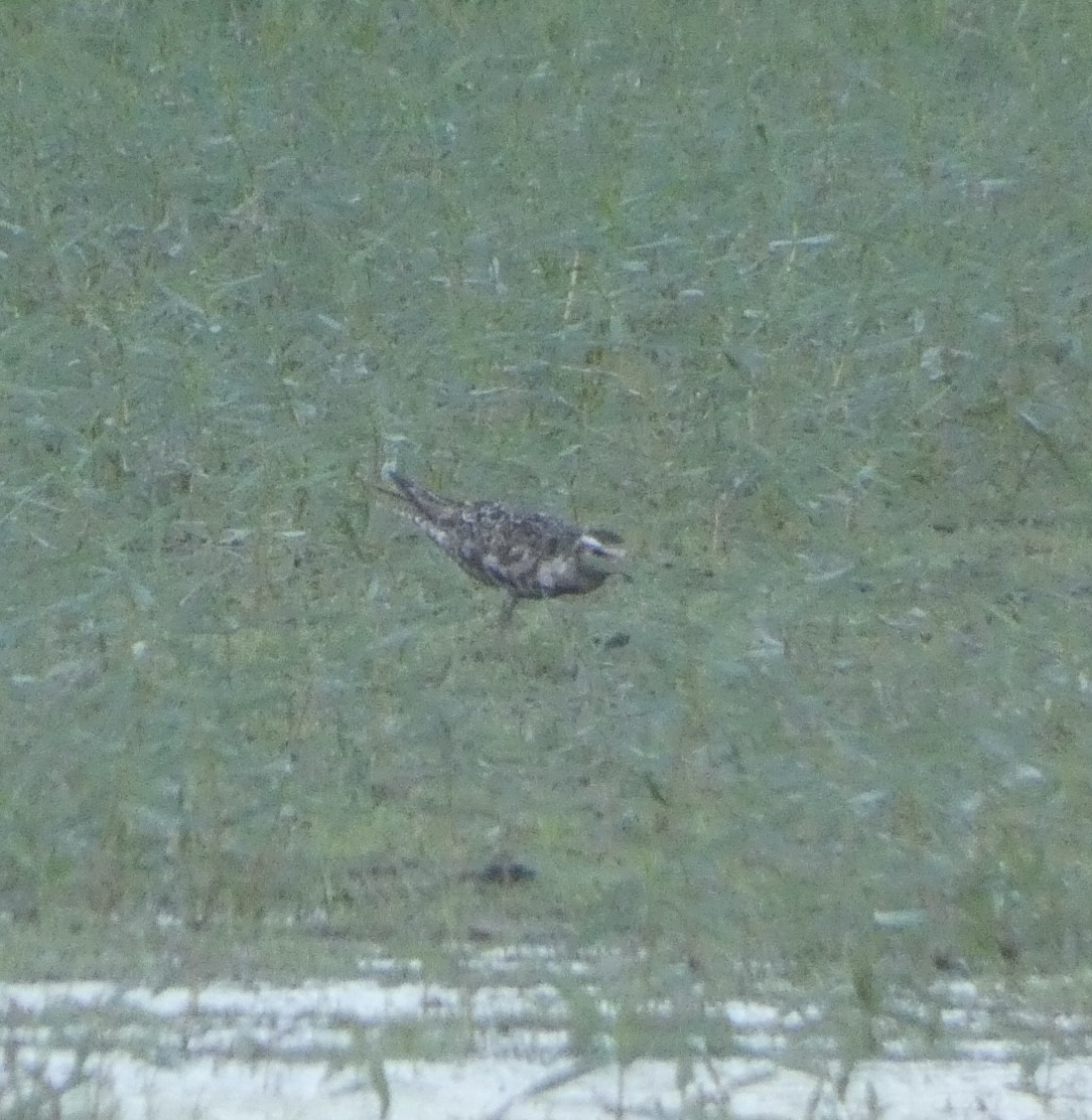 American Golden-Plover - ML608532858