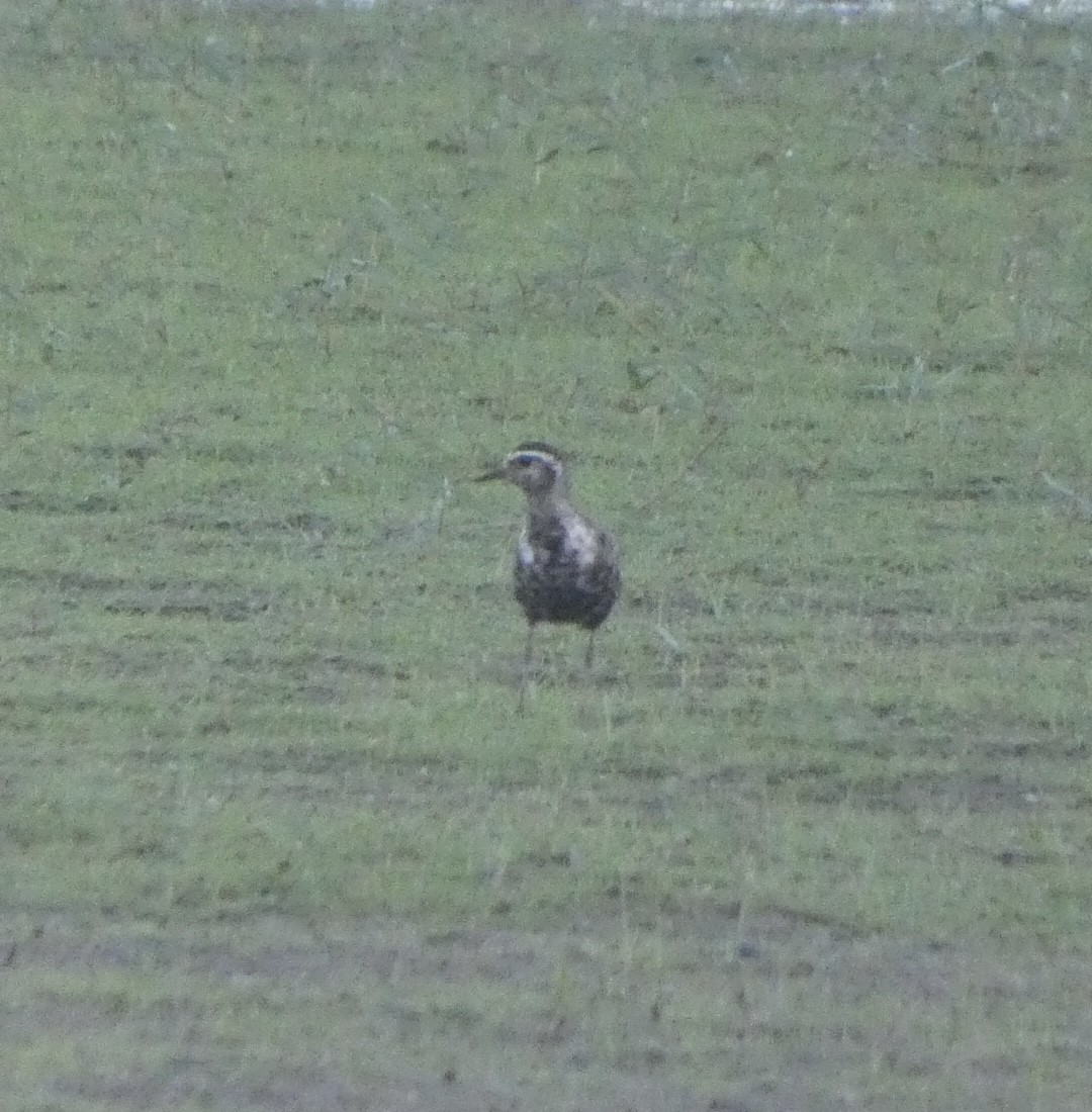 American Golden-Plover - ML608532859