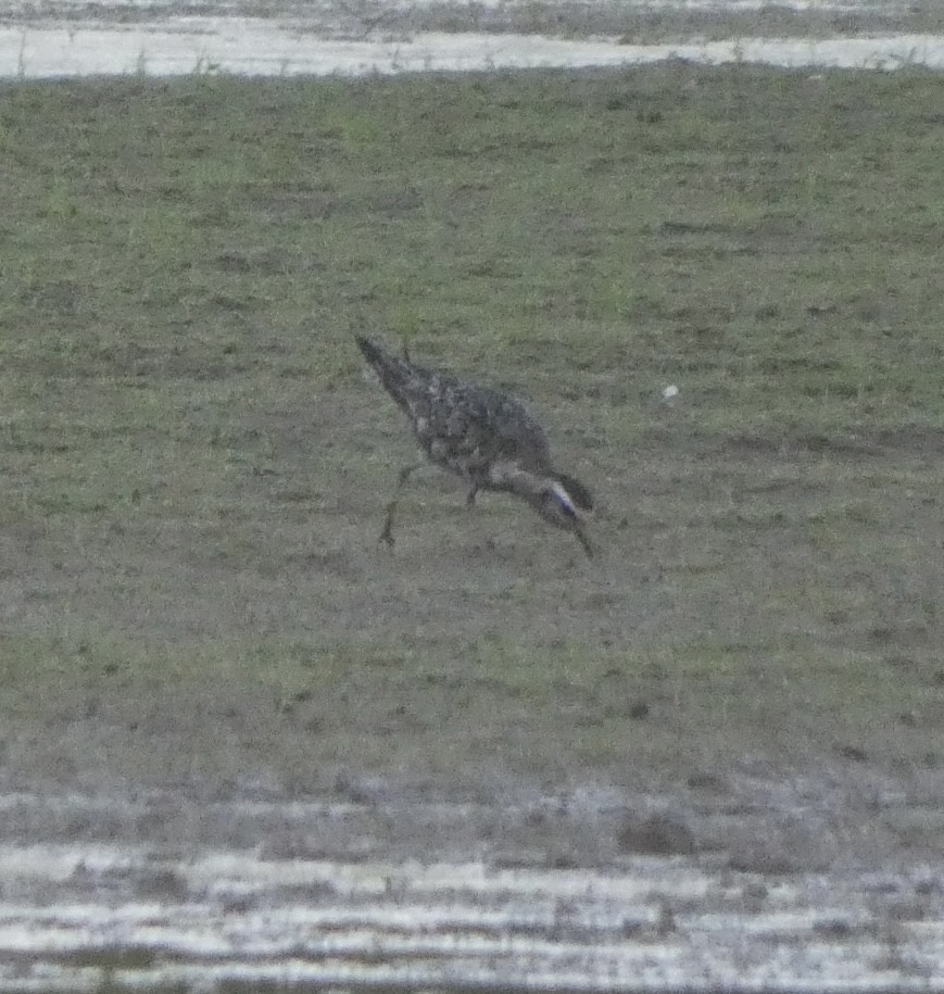 American Golden-Plover - ML608532860
