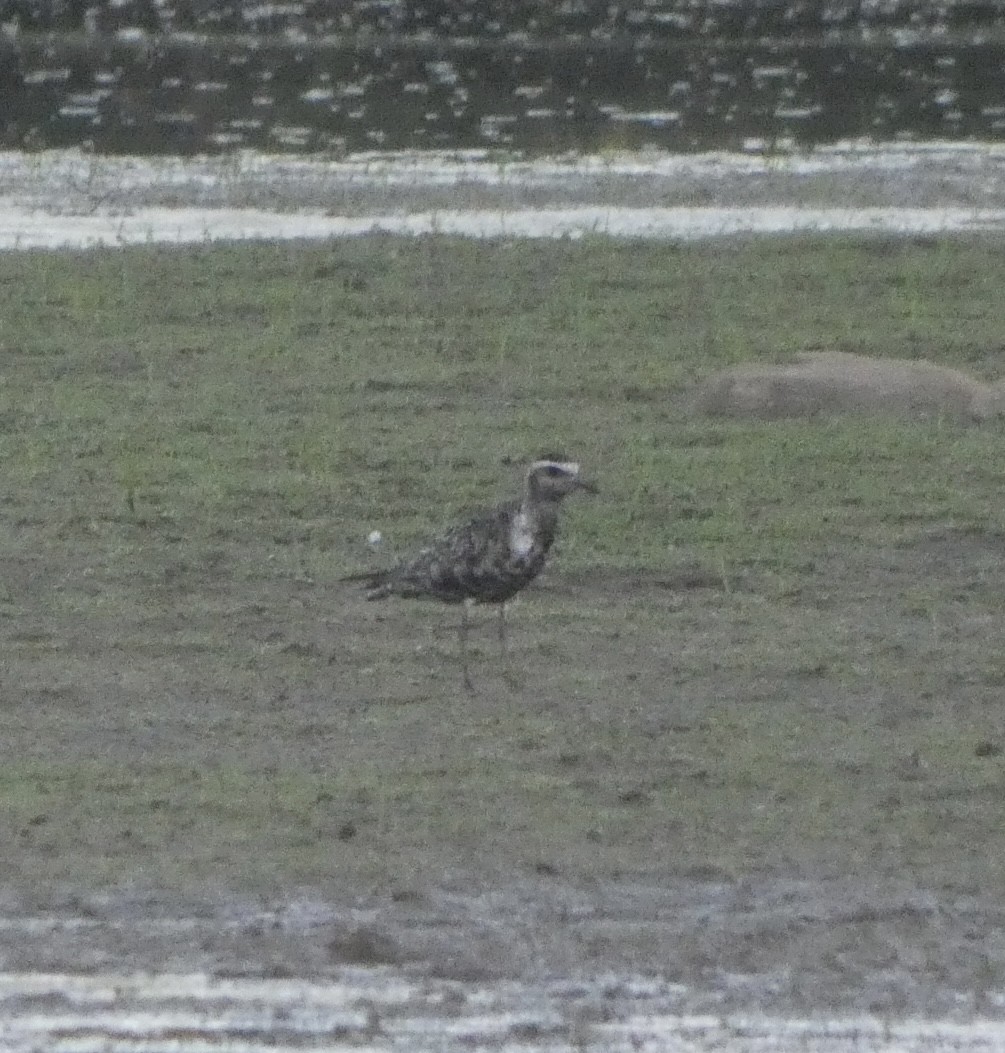 American Golden-Plover - ML608532861