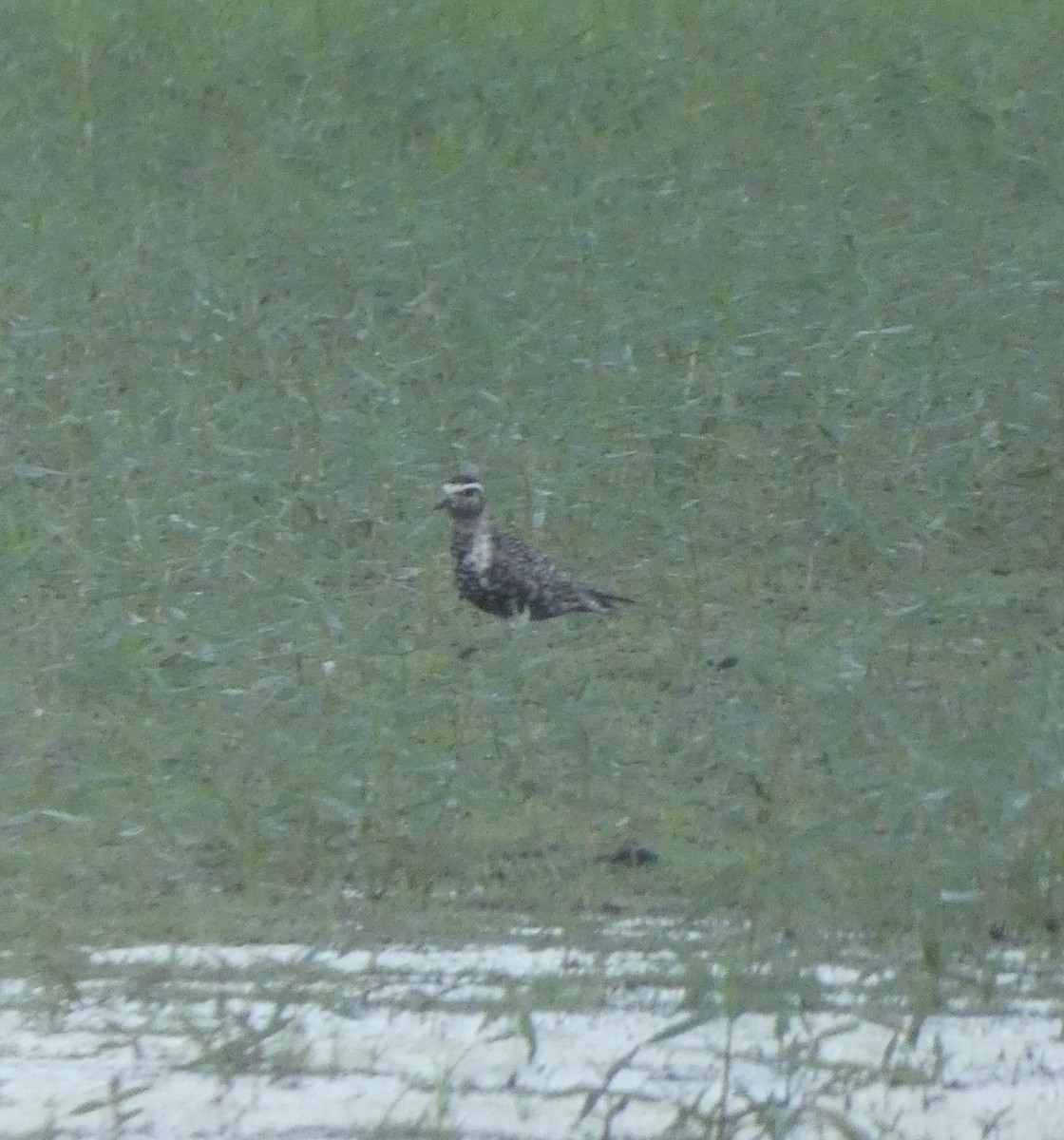 American Golden-Plover - ML608532863