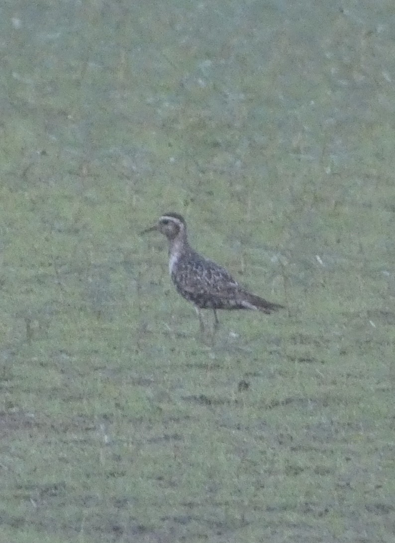 American Golden-Plover - ML608532864