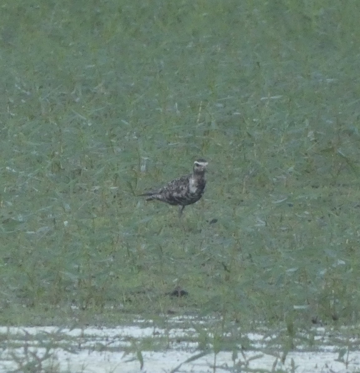 American Golden-Plover - ML608532865