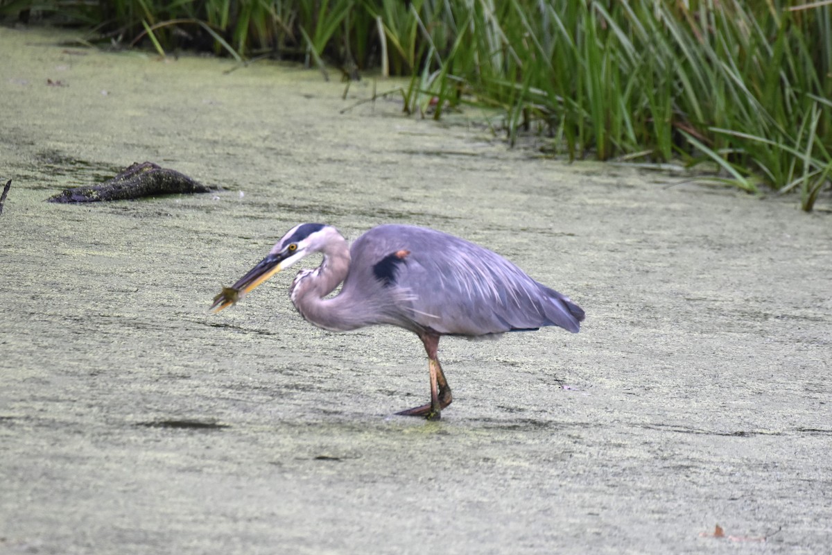 Great Blue Heron - Bro Co.