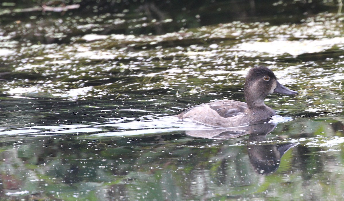 Ring-necked Duck - ML608532969