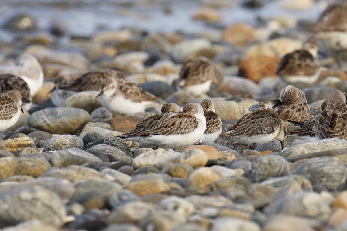 Bergstrandläufer - ML608532989