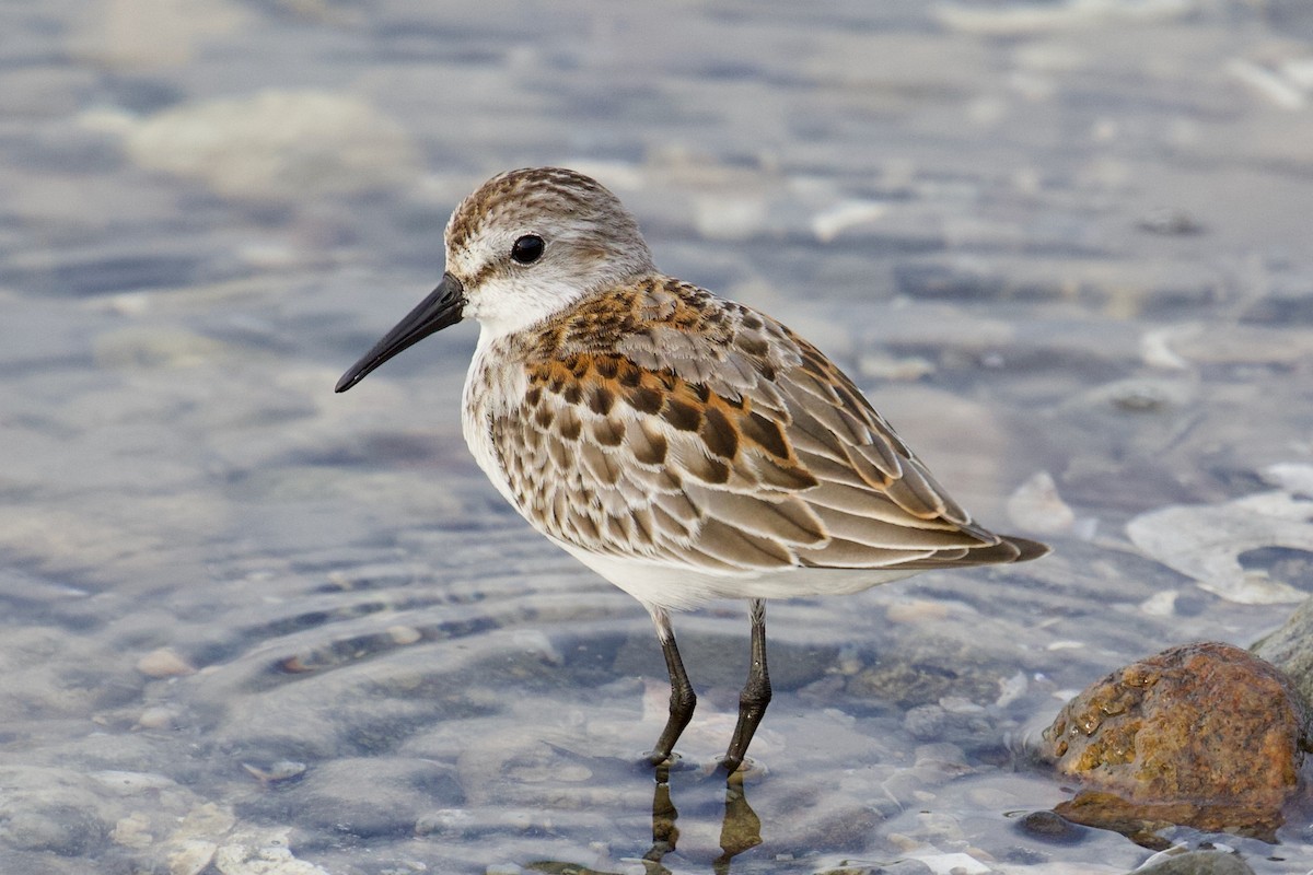 Western Sandpiper - ML608532991