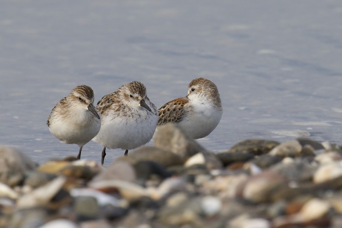 Western Sandpiper - ML608532992