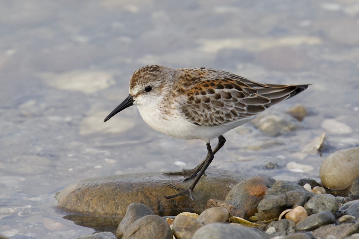 Western Sandpiper - ML608532993