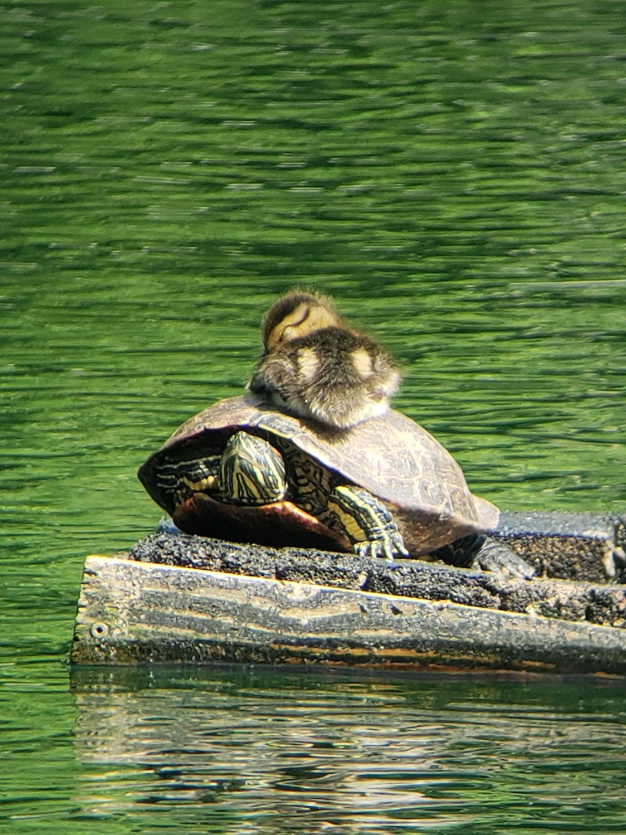 Canard colvert - ML608533011