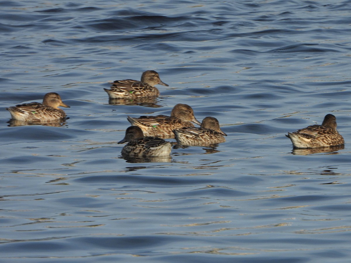 Green-winged Teal - ML608533038