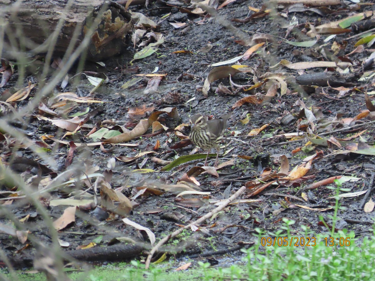 Northern Waterthrush - ML608533053