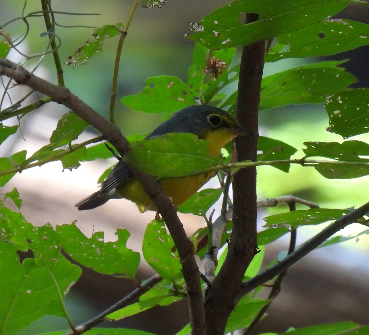 Canada Warbler - ML608533059