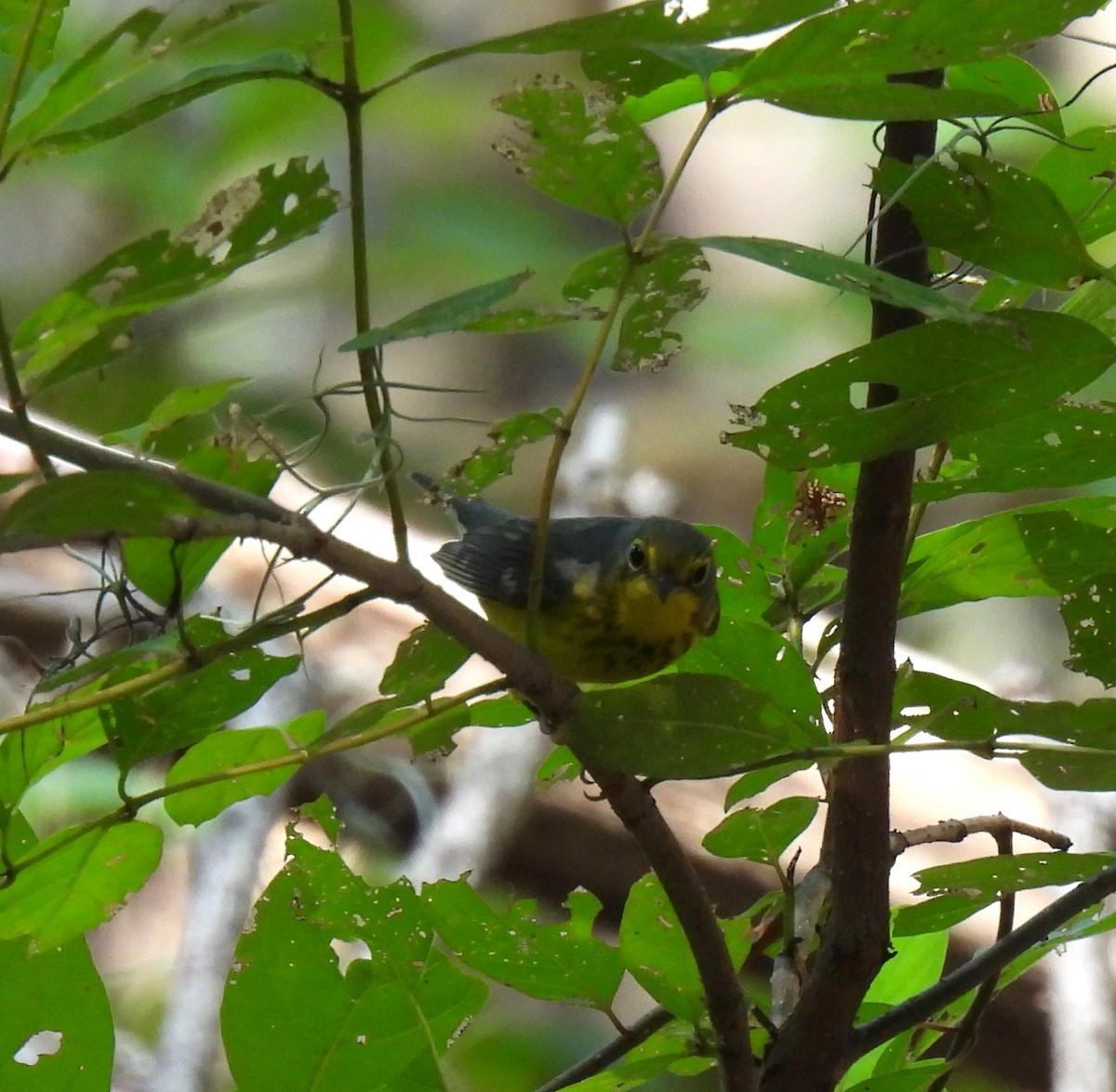 Canada Warbler - ML608533063