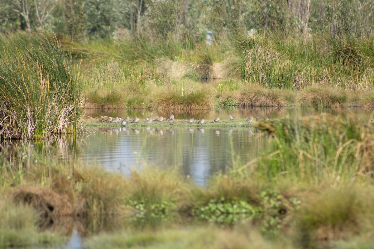 Long-billed Dowitcher - ML608533083