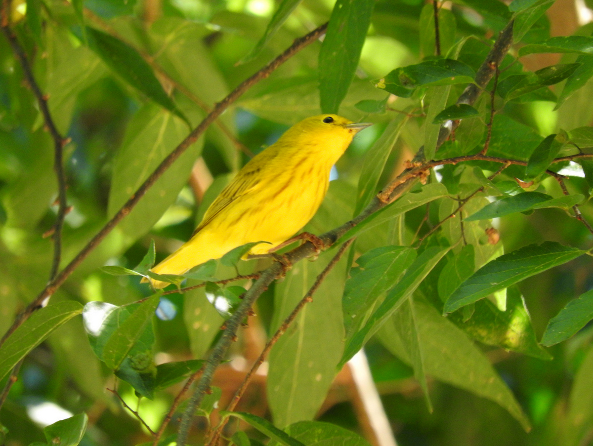Yellow Warbler - ML608533092